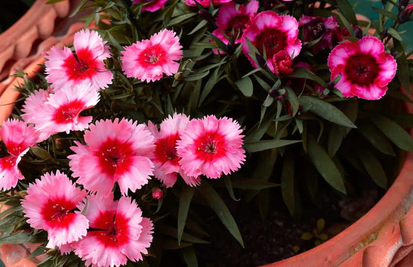 Pink Dianthus