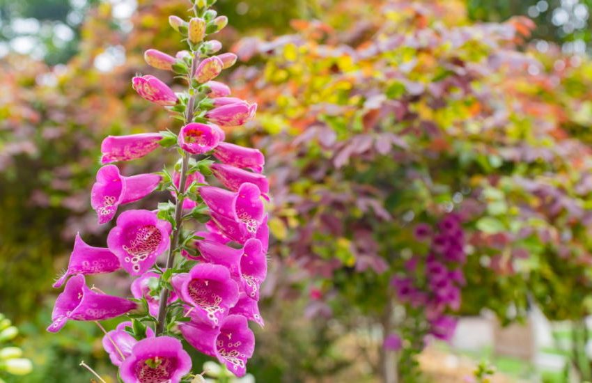 Digitalis-purpurea.jpg