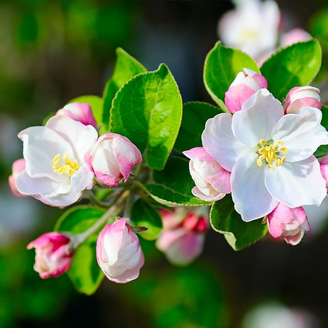 7 Best Apple Trees To Grow In Alabama