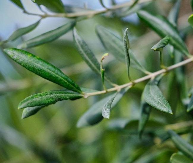 Dwarf-Olive-Tree-800-D1_534c1922-fc22-48df-9f0b-0126b1614848_650x.jpg