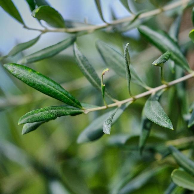 7 Best Olive Trees To Grow In Alabama