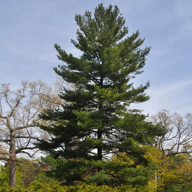 Best 5 Pine Trees To Grow In North Carolina