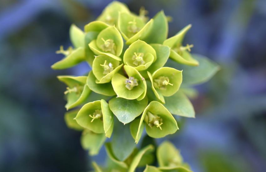 Euphorbia characias