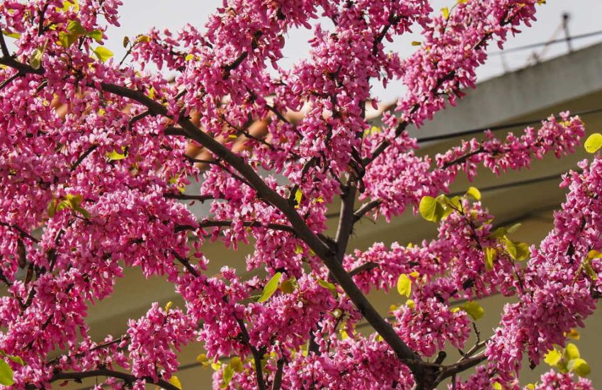 european redbud