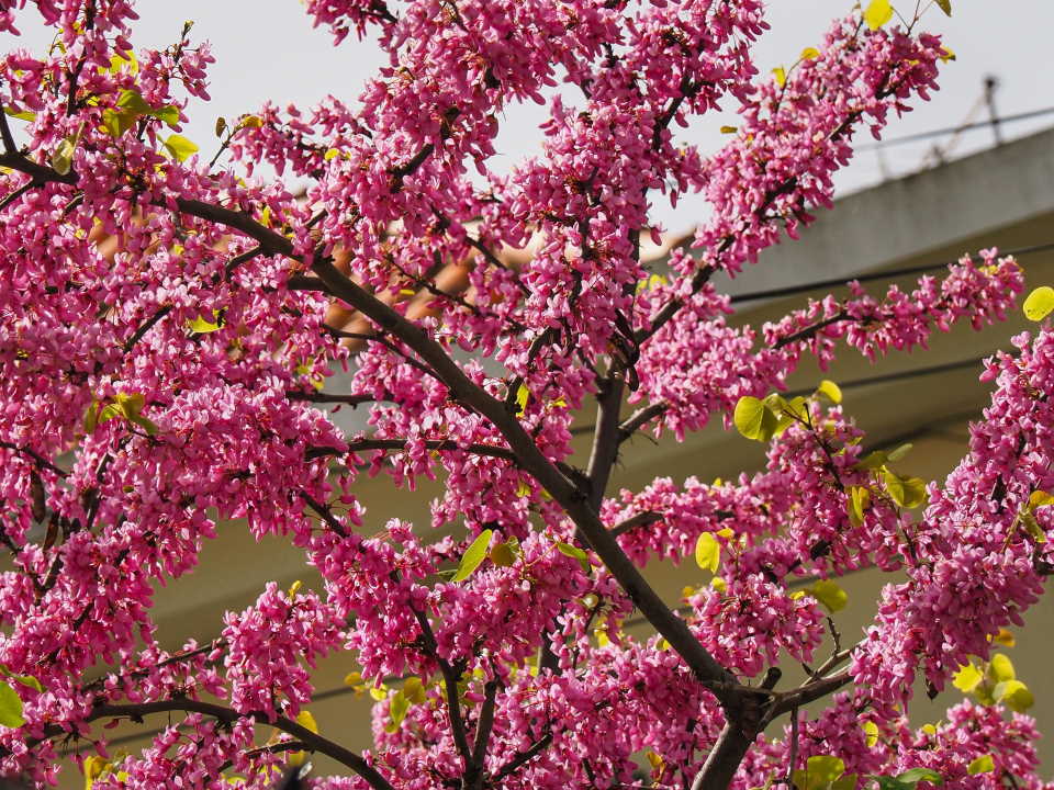 European Redbud Tree: How To Grow & Care