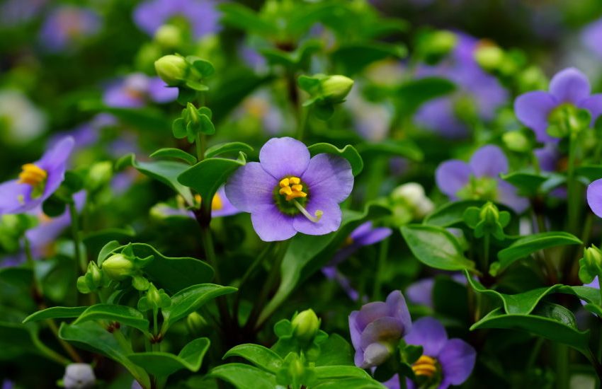 Persian Violet (Exacum Affine): How to Grow & Care