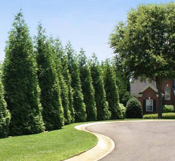 privacy trees that do well in shade