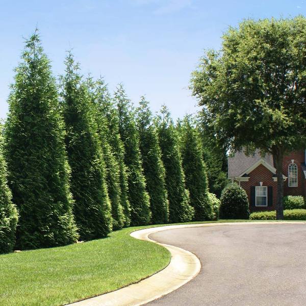 Privacy Trees That Do Well In Shade