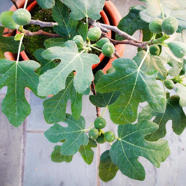 Best 7 Fig Trees To Grow In Phoenix Arizona