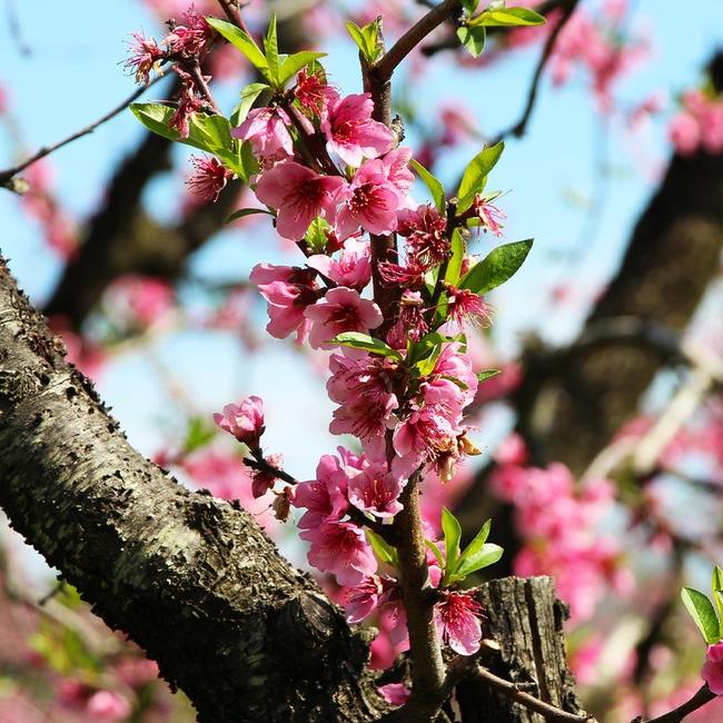 6 Best Peach Trees To Grow In South Carolina