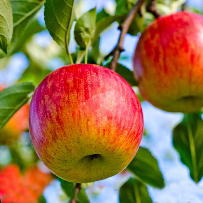 Best 6 Apple Trees To Grow In Louisiana