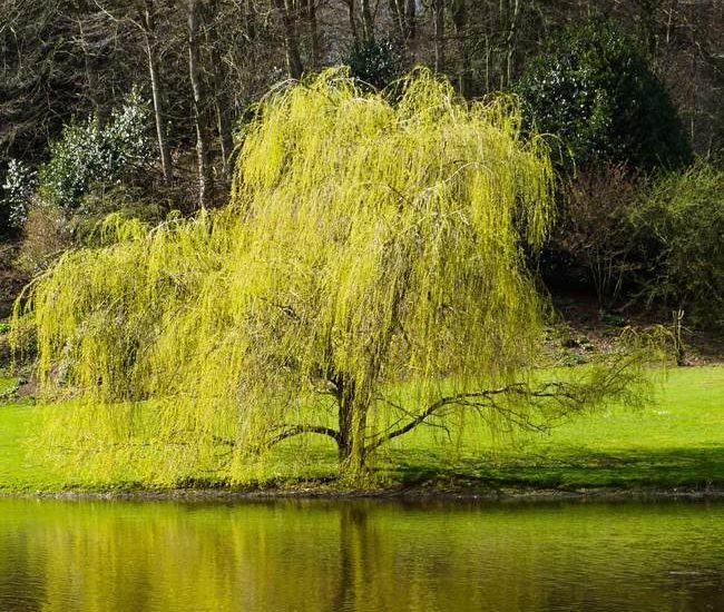 Golden_Curls_Willow_5_650x.jpg