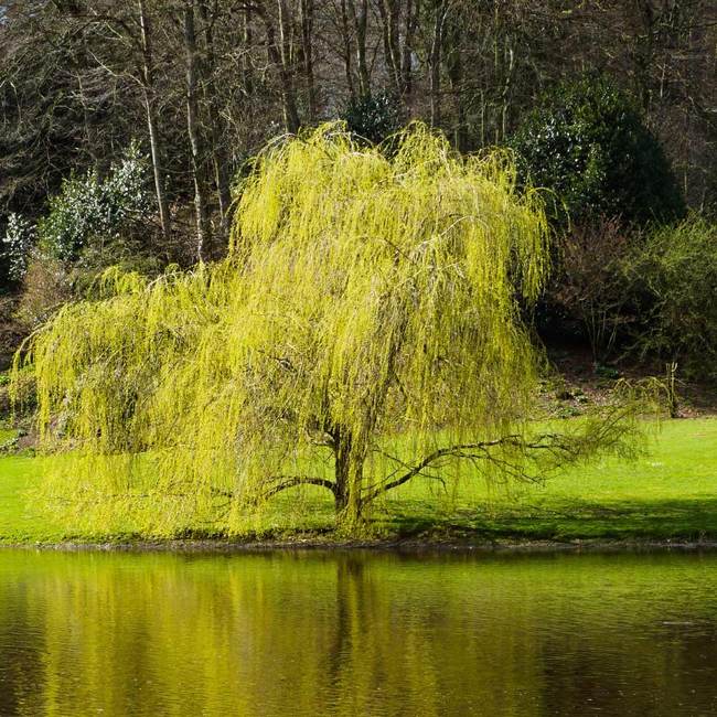 Best 6 Shade Trees To Grow In Maryland