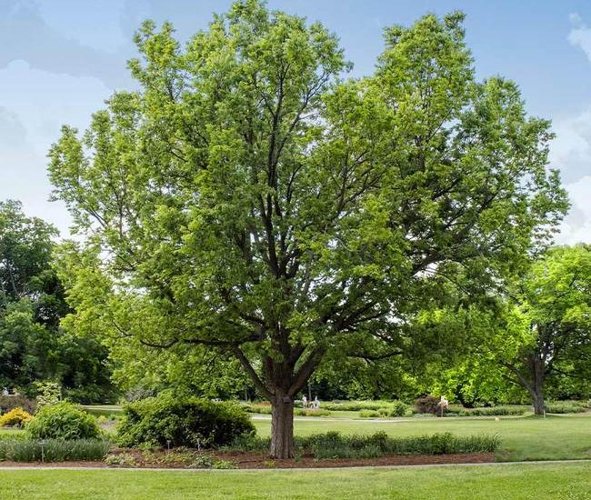 Hackberry_1_650x.jpg
