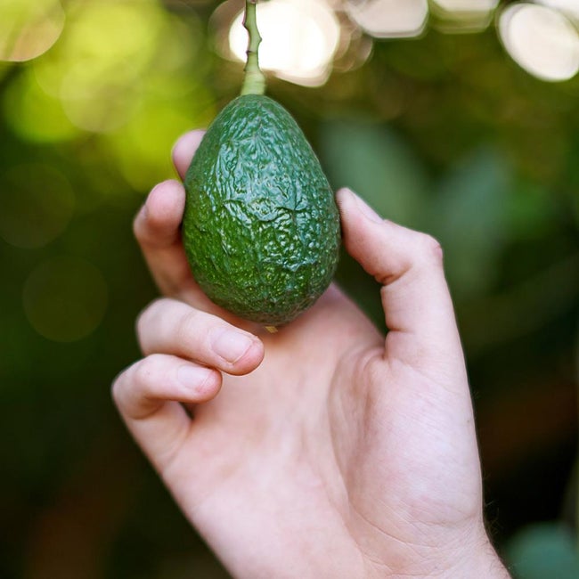 Best 6 Avocado Trees To Grow In Phoenix