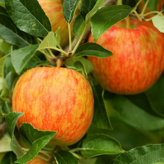 5 Best Apple Trees To Grow In Rhode Island