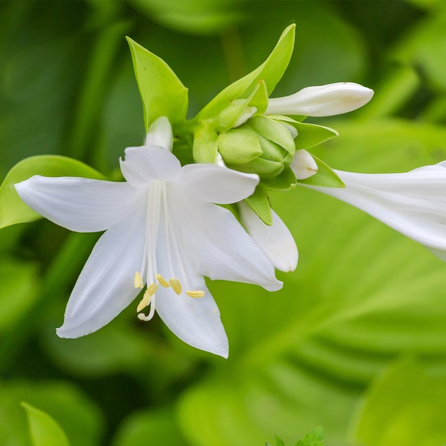 Best 7 Perennial Flowers To Grow In Toronto