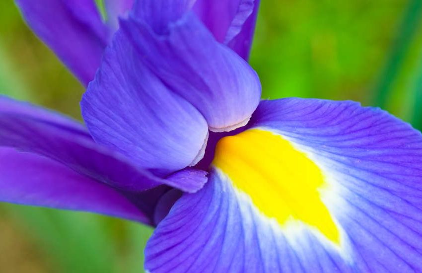 Iris plant flower