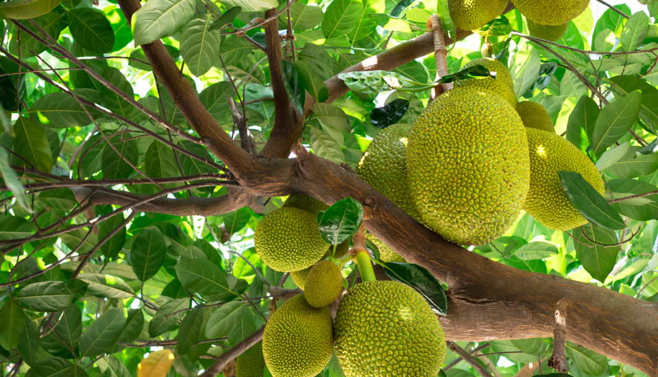 What Does Jackfruit Taste Like?