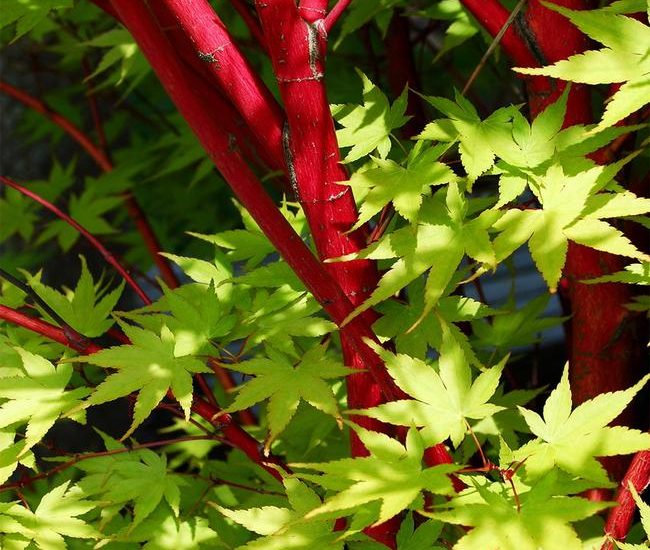 Japanese_Maple_Coral_Bark_5_FGT_650x.jpg