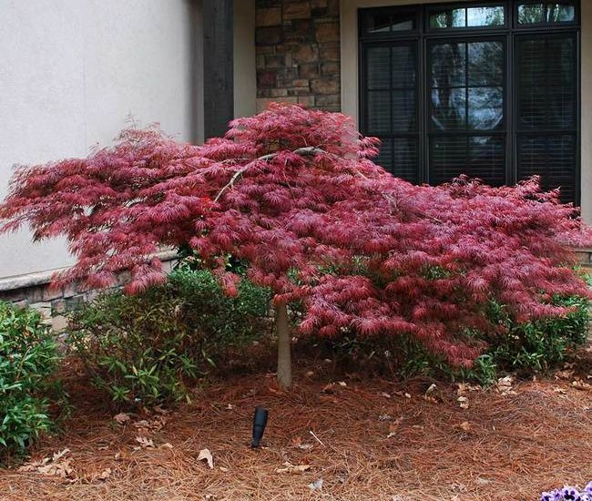 Japanese_Maple_Red_Dragon_2_FGT_650x.jpg