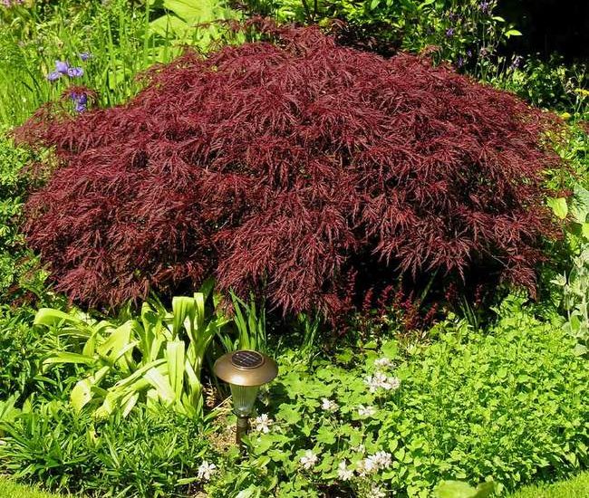 Japanese_Maple_Red_Dragon_3_FGT_650x.jpg