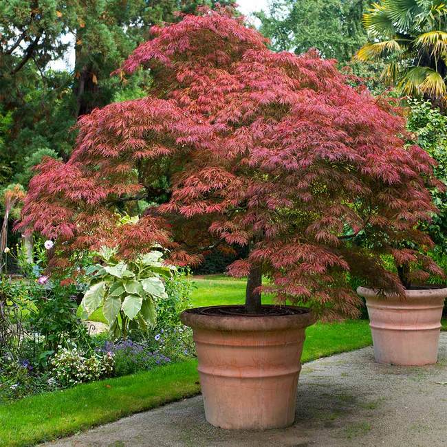 Best 6 Shade Trees To Grow In Lubbock