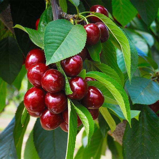 5 Best Cherry Trees To Grow In Maryland