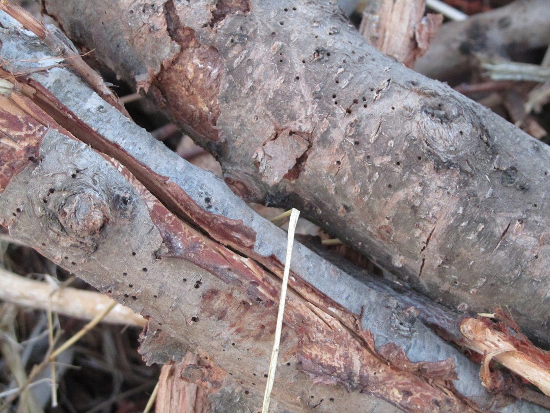 Are Peach Trees Good For Firewood?