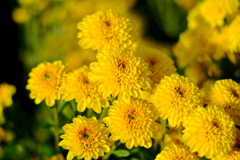 Kiku ( Chrysanthemum )