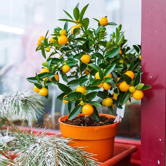 7 Best Citrus Trees To Grow In Houston