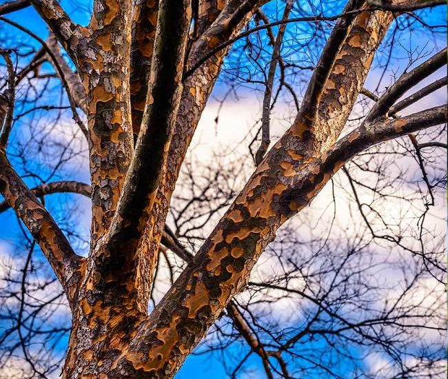 Lacebark_Chinese_Elm_2_FGT_650x.jpg