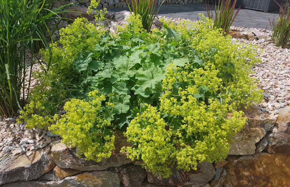 Lady’s Mantle (Alchemilla Mollis): How to Grow & Care