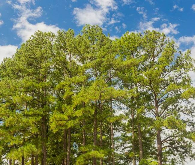 Loblolly_Pine_2_650x-1.jpg