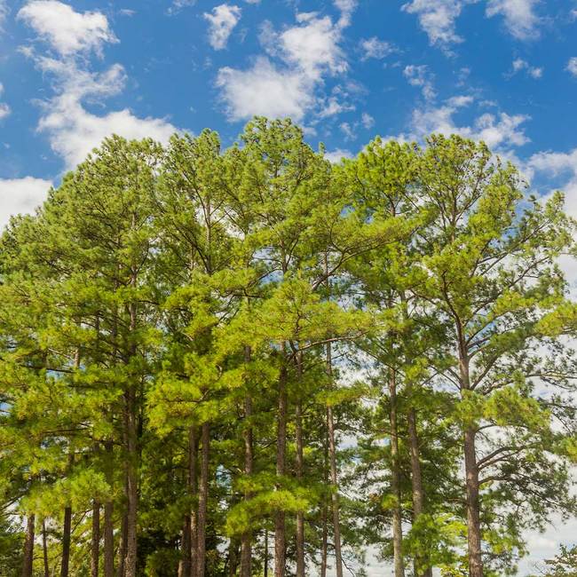 6 Best Pine Trees To Grow In Texas