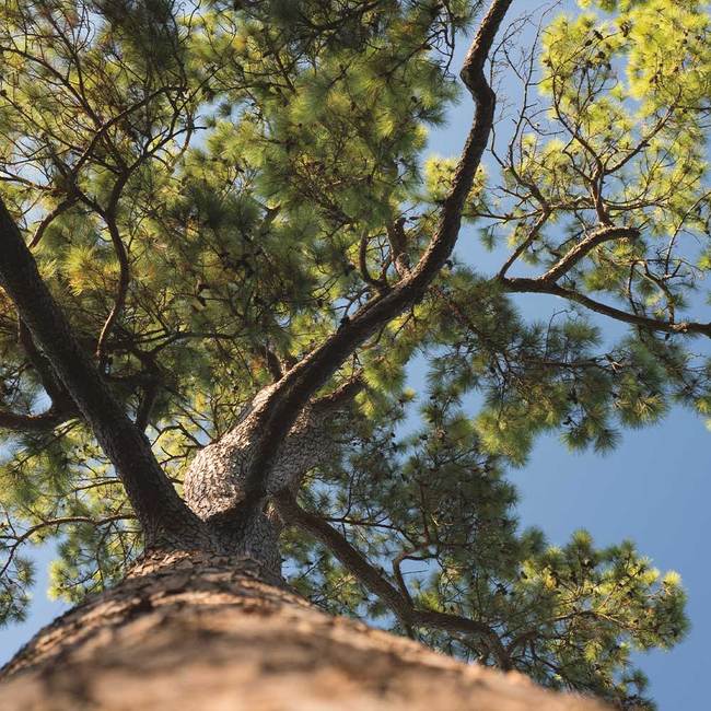 7 Best Pine Trees To Grow In Maryland