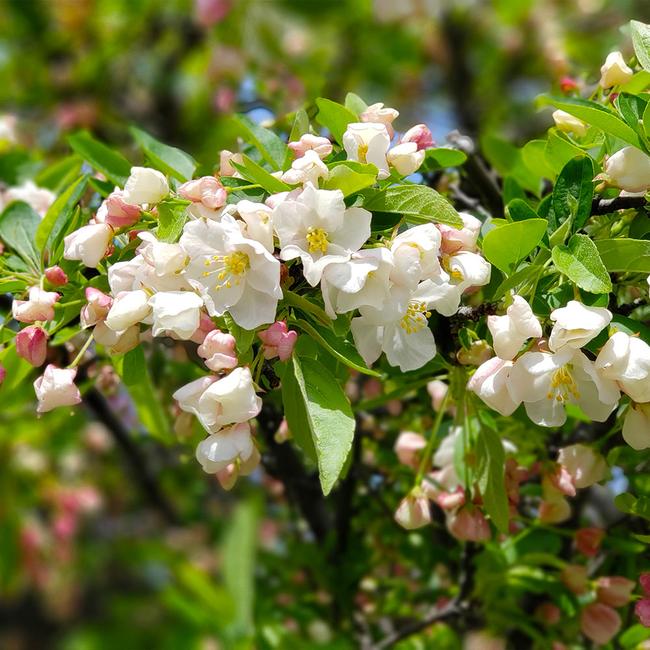 6 Best Flowering Trees To Grow In Missouri