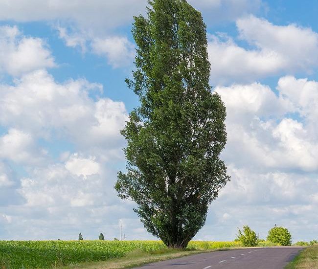 Lombardy_Poplar_3_FGT_650x.jpg