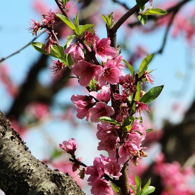 6 Best Peach Trees To Grow In North Carolina