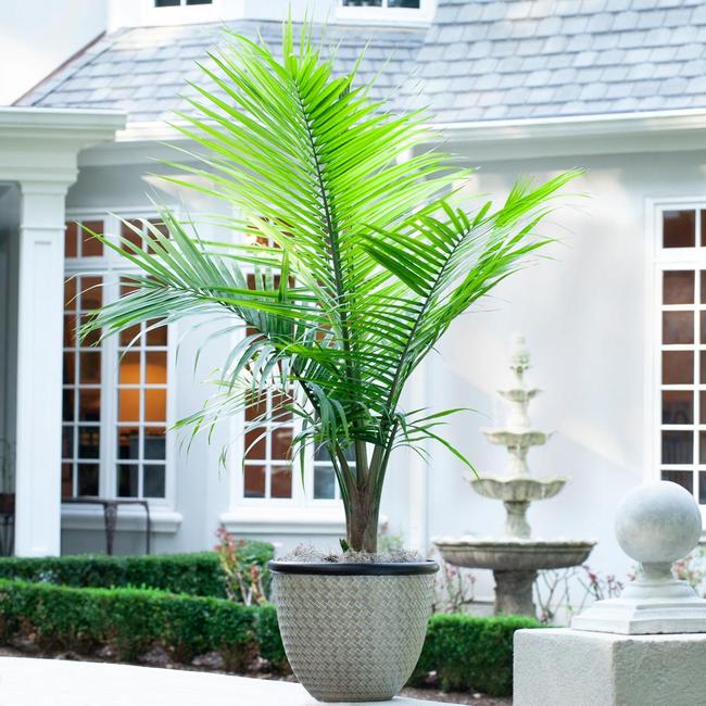 Best 6 Palm Trees To Grow In Austin TX
