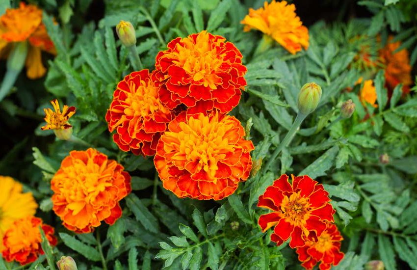 Marigold flower