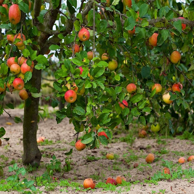 5 Best Apple Trees To Grow In Phoenix