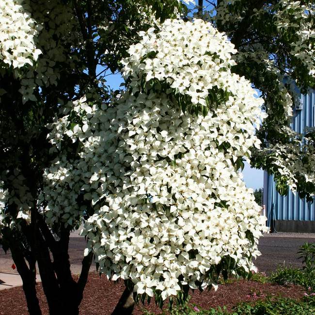 Best 7 Flowering Trees To Grow In Arkansas