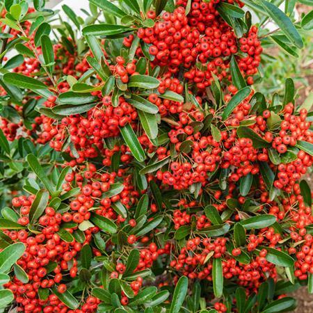 Mohave-Pyracantha-_Firethorn_-450w_650x.jpg