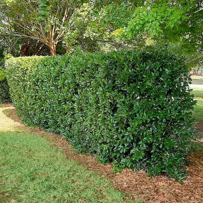 6 Best Trees For Privacy To Grow In Houston