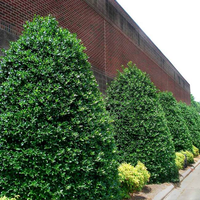 6 Best Trees For Privacy To Grow In North Carolina