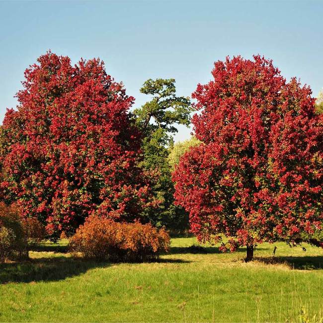 Best 7 Shade Trees To Grow In Oregon