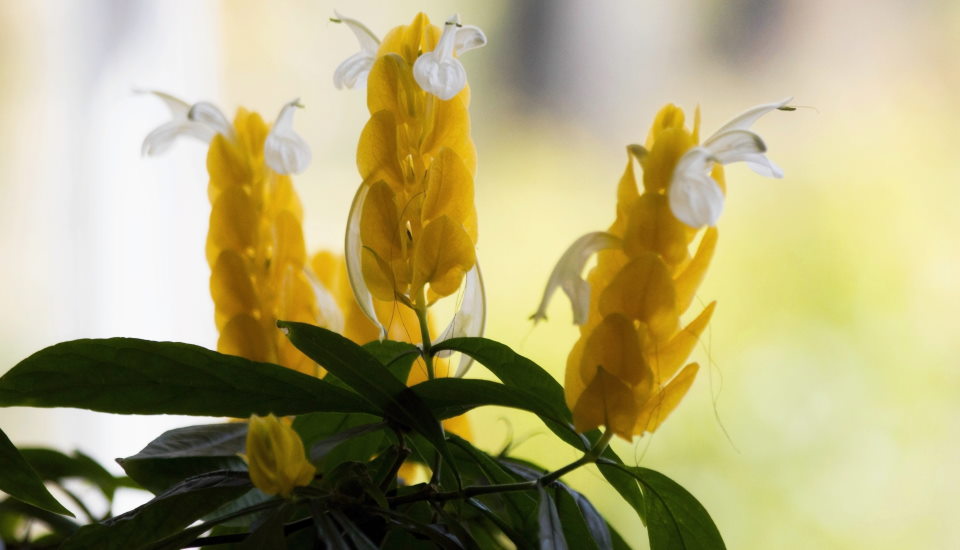 Shrimp Plant: How to Grow and Care
