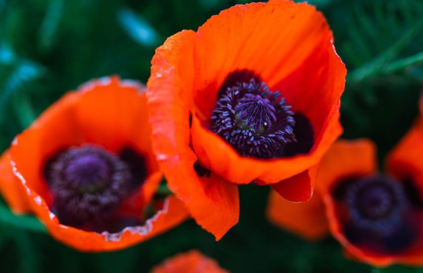 Oriental Poppy Papaver orientale