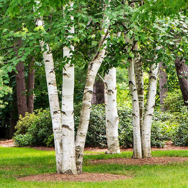 Best 6 Shade Trees To Grow In Ohio